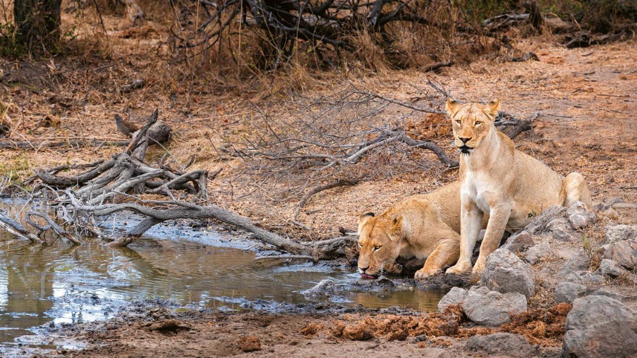 Geiger'S Camp In Timbavati Game Reserve By Newmark Kültér fotó