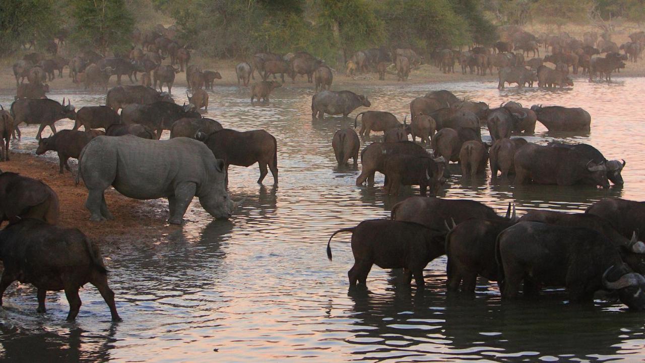 Geiger'S Camp In Timbavati Game Reserve By Newmark Kültér fotó